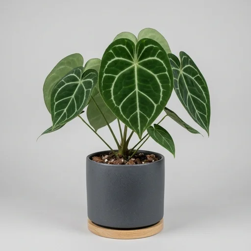 Logee's Anthurium clarinervium