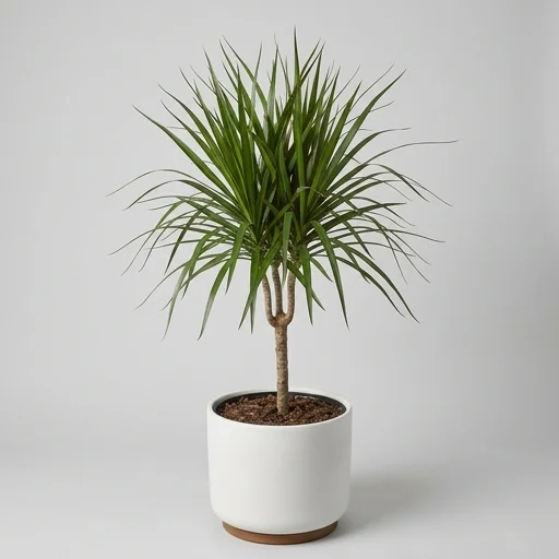 Costa Farms Dracaena Marginata (Dragon Tree)