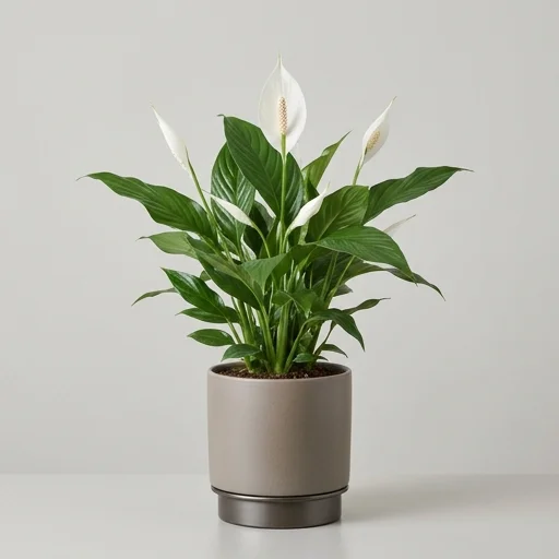 Greendigs Peace Lily Plant
