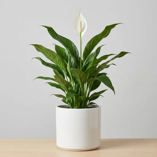 The Sill Peace Lily