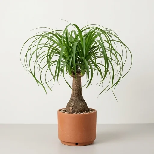 Hirt's Gardens Ponytail Palm (Beaucarnea recurvata)