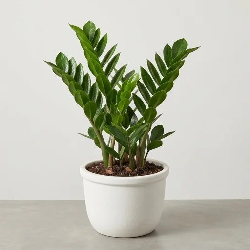 Costa Farms ZZ Plant
